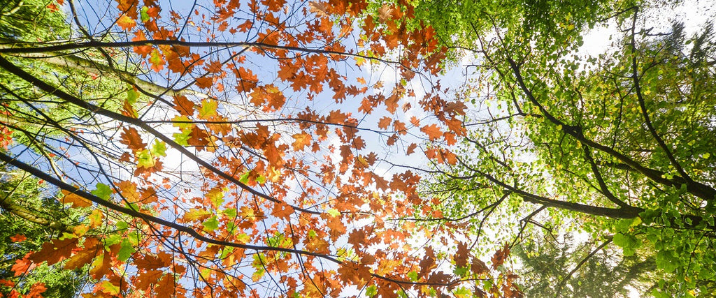 Crown of multiple trees with green and orange leafs