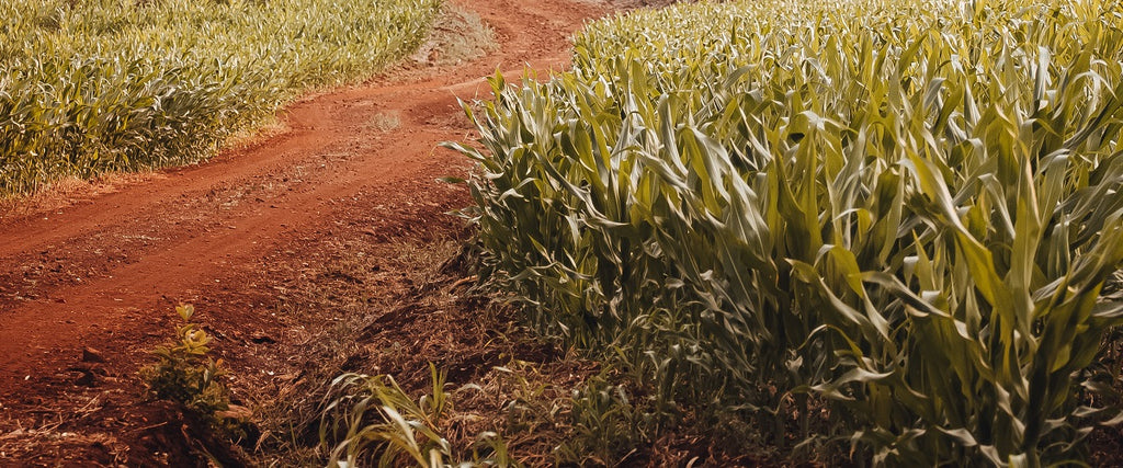 Field of Soja plants