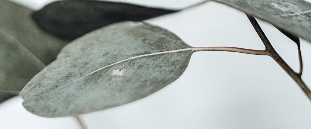 Eucalyptus leaf