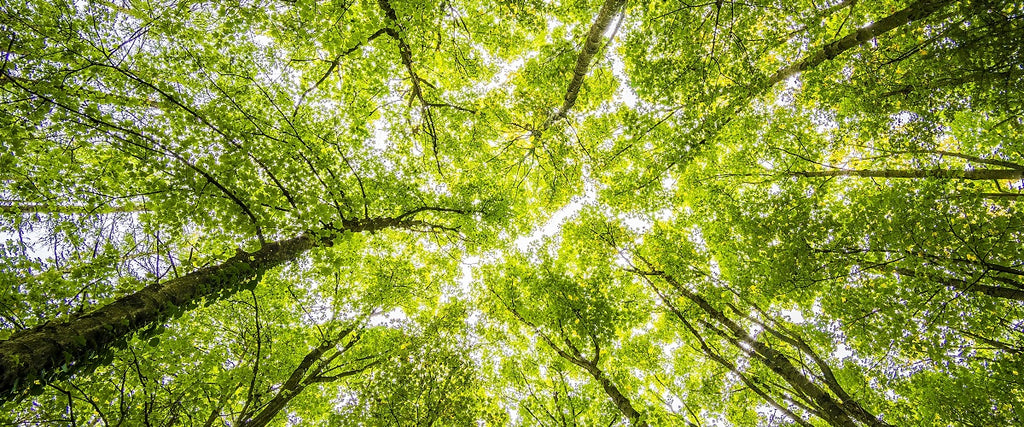 Green leafed tree tops